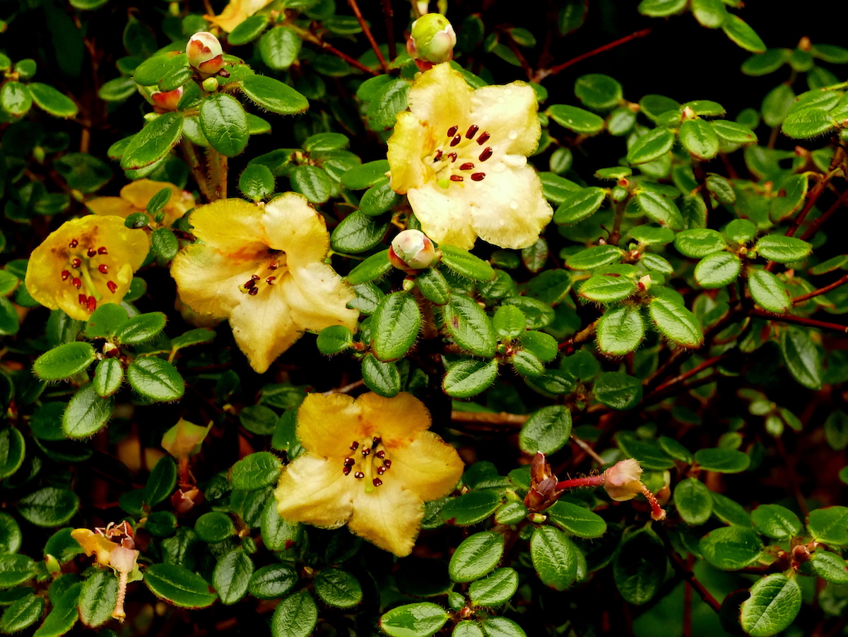 R. megeratum 'Bodnant'